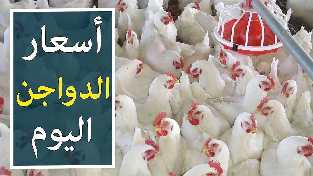 "يابختك يالي هتخزن اليومين دول".. أسعار الفراخ في بورصة الدواجن اليوم الخميس 20 فبراير 2025 2 “يابختك يالي هتخزن اليومين دول”.. أسعار الفراخ في بورصة الدواجن اليوم الخميس 20 فبراير 2025