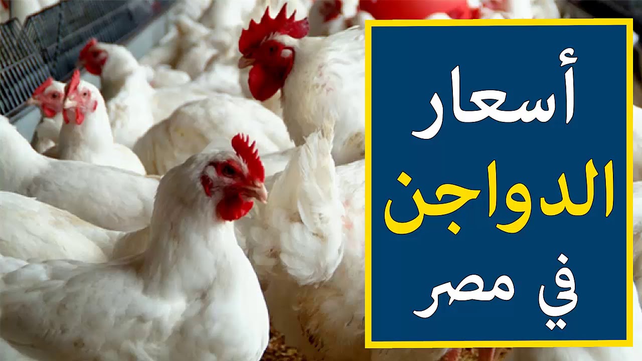 كم أسعار الفراخ والبيض اليوم الجمعة 14 فبراير.. مفاجأة للمستهلكين قبل رمضان في أسعار الدواجن! 2 كم أسعار الفراخ والبيض اليوم الجمعة 14 فبراير.. مفاجأة للمستهلكين قبل رمضان في أسعار الدواجن!