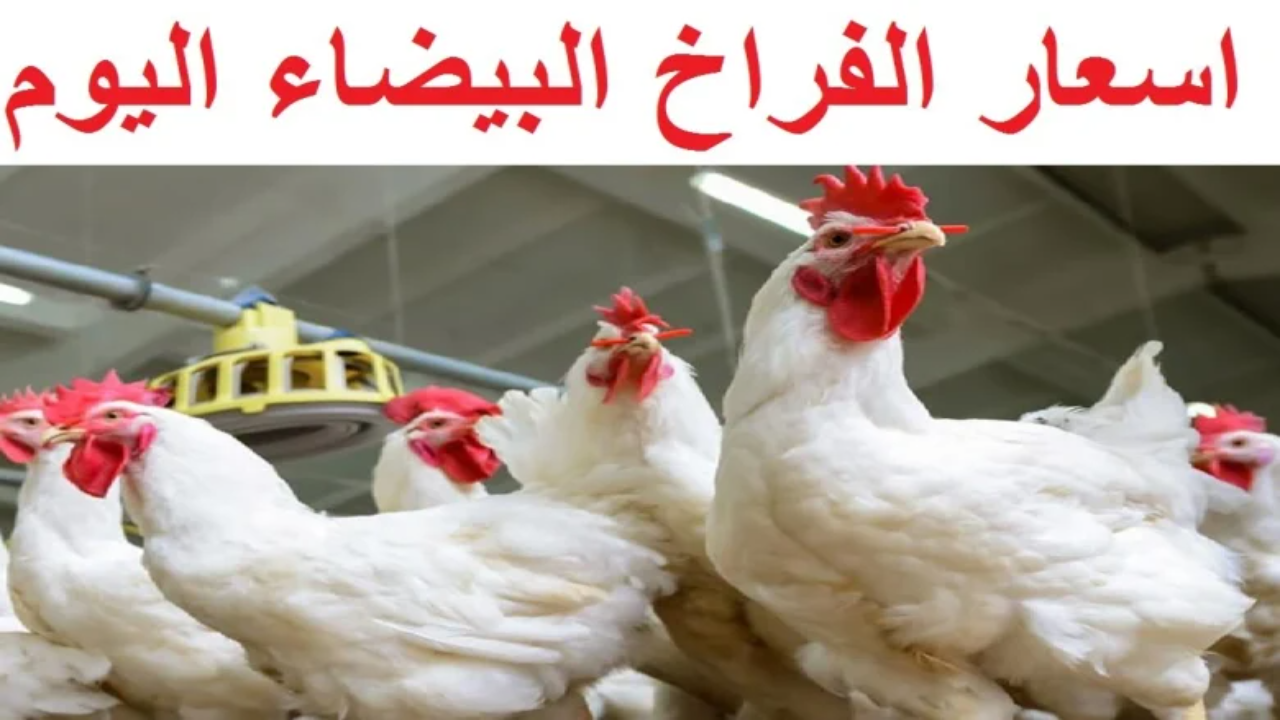 "بكام النهاردة؟" أسعار الفراخ في بورصة الدواجن اليوم الأربعاء 19 فبراير 2025 2 “بكام النهاردة؟” أسعار الفراخ في بورصة الدواجن اليوم الأربعاء 19 فبراير 2025