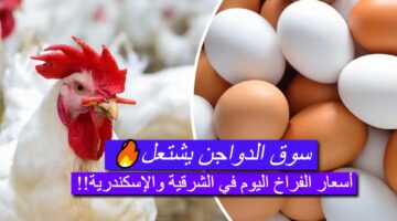 اسعار الفراخ والبيض 1