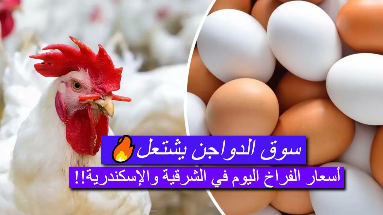 سوق الدواجن يشتعل.. أسعار الفراخ في الشرقية والإسكندرية اليوم الجمعة 14 فبراير.. هل تشتري الآن أم تنتظر؟