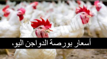 اسعار بورصة الدواجن اليوم 1
