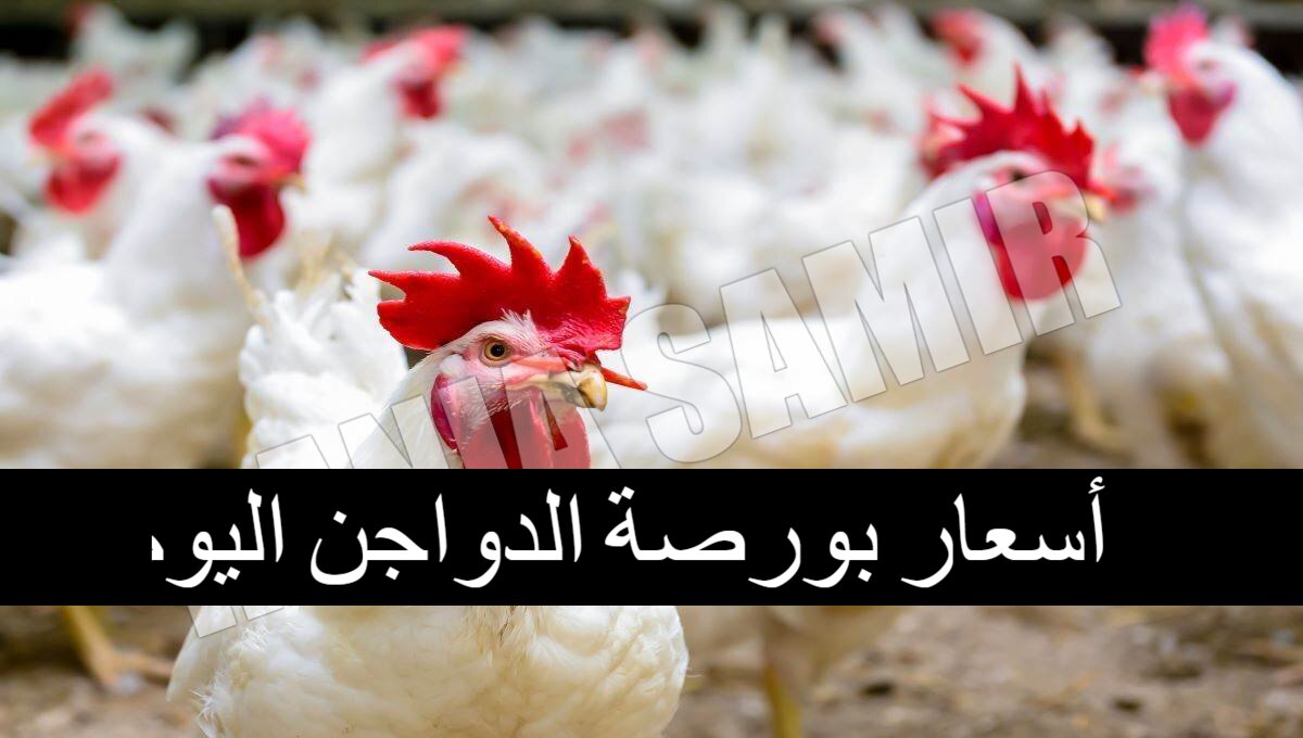 بكام؟.. أسعار بورصة الدواجن اليوم الأربعاء 5/2/2025 والكتاكيت في الأسواق المصرية 2 بكام؟.. أسعار بورصة الدواجن اليوم الأربعاء 5/2/2025 والكتاكيت في الأسواق المصرية