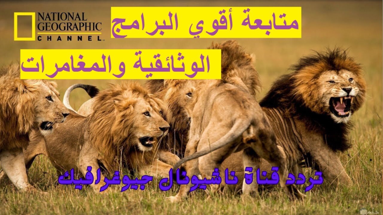 “تابع عالم الحيوان الواقعي”.. اضبط تردد قناة ناشيونال جيوغرافيك National Geographic على جميع الأقمار الصناعية بجودة HD