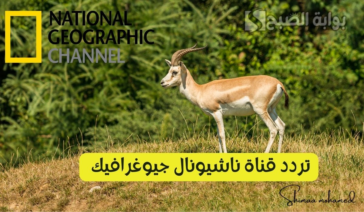 لعشاق المغامرة والإثارة.. تردد قناة ناشيونال جيوغرافيك أبو ظبي 2025