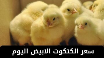 سعر الكتكوت الابيض اليوم