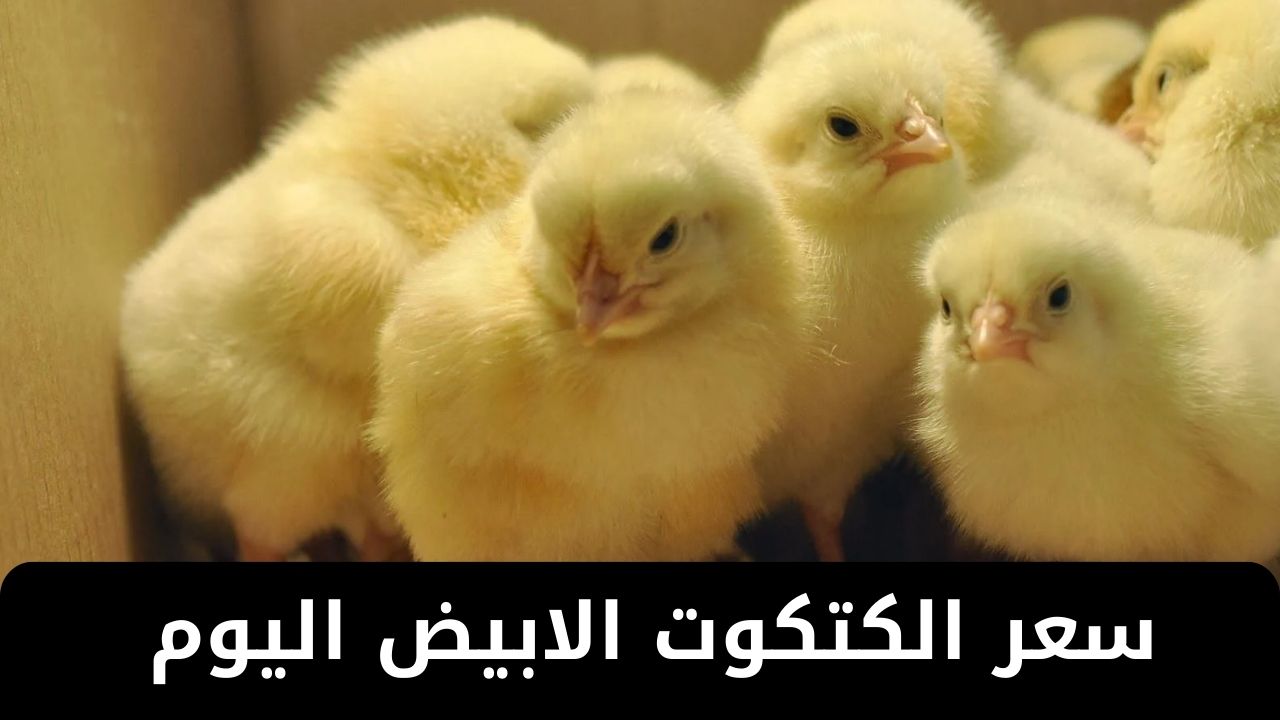 السعر ثابت على موقفه .. سعر الكتكوت الابيض اليوم الثلاثاء 4 فبراير 2025 في بورصة الدواجن 2 السعر ثابت على موقفه .. سعر الكتكوت الابيض اليوم الثلاثاء 4 فبراير 2025 في بورصة الدواجن