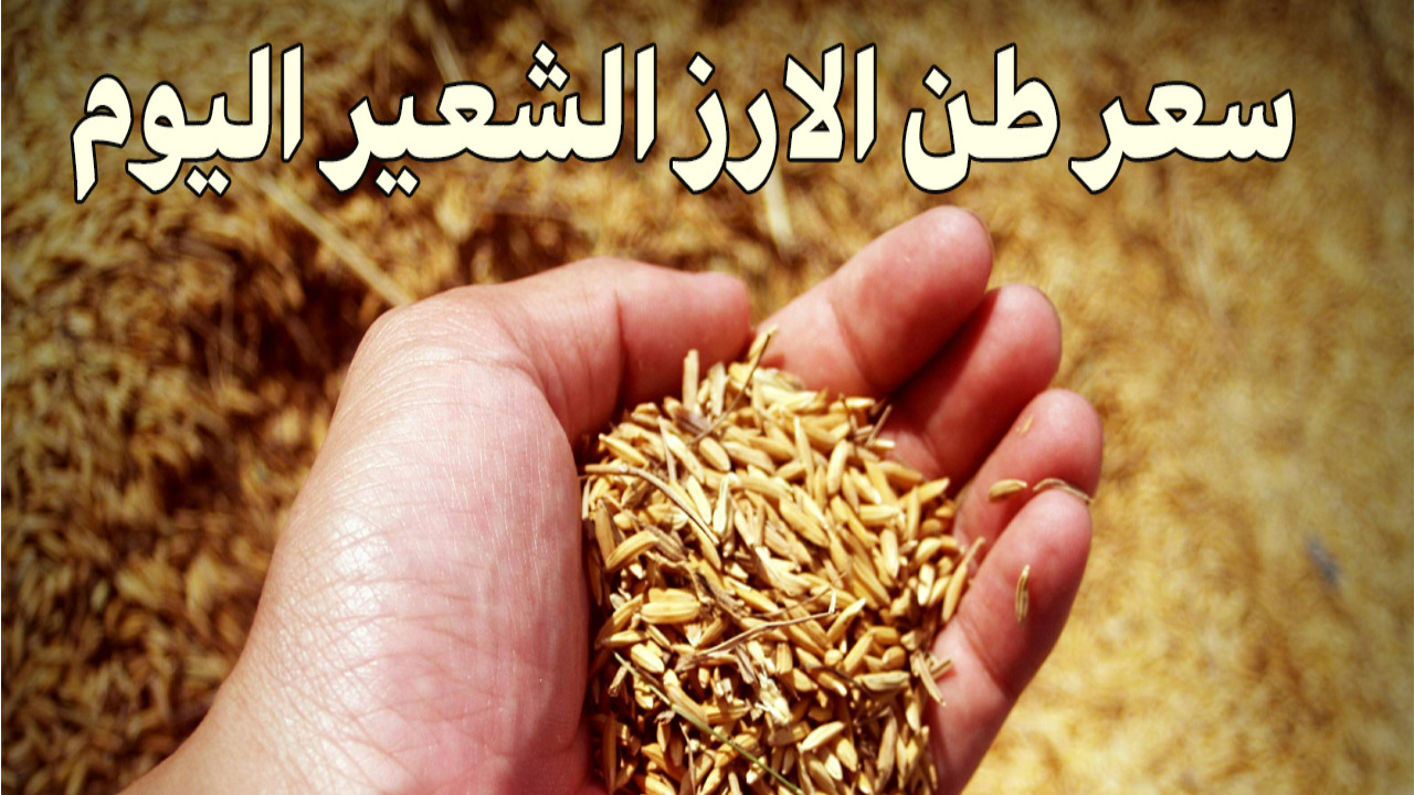 “الأردب بكام النهارده”.. سعر طن الأرز الشعير اليوم الثلاثاء 18/2/2025