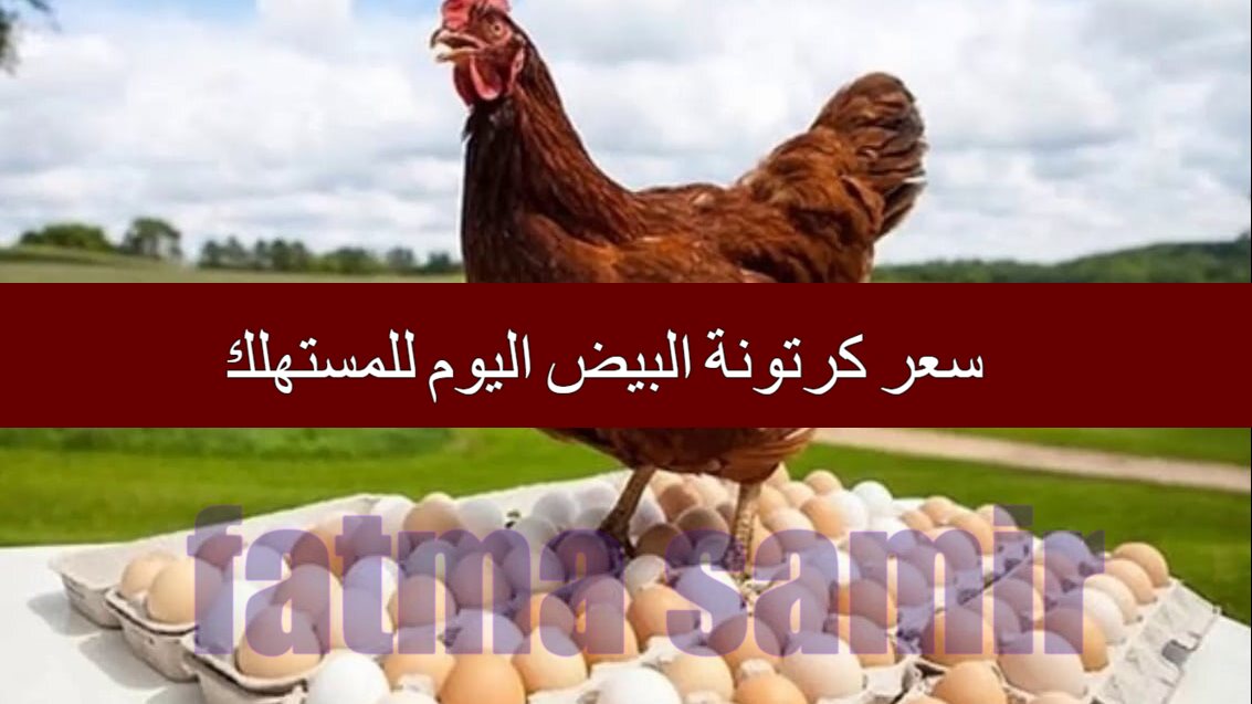 “وصل لكام!” سعر كرتونة البيض اليوم للمستهلك 15/2/2025 وأسعار الفراخ البيضاء والبلدي في بورصة الدواجن