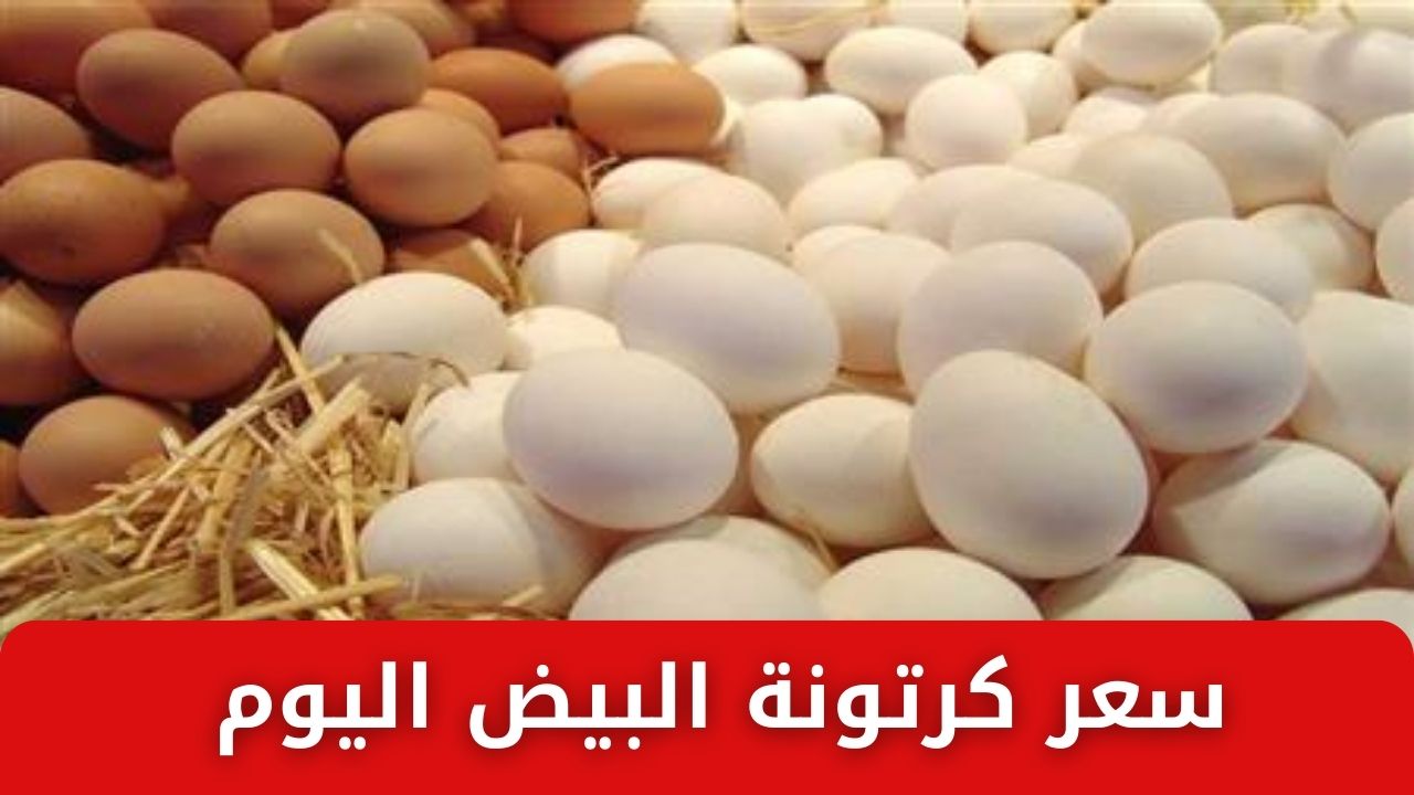 السعر في النازل .. سعر كرتونة البيض اليوم الثلاثاء 4 فبراير 2025 في الأسواق لست البيت استعدادا للشهر الكريم 2 السعر في النازل .. سعر كرتونة البيض اليوم الثلاثاء 4 فبراير 2025 في الأسواق لست البيت استعدادا للشهر الكريم