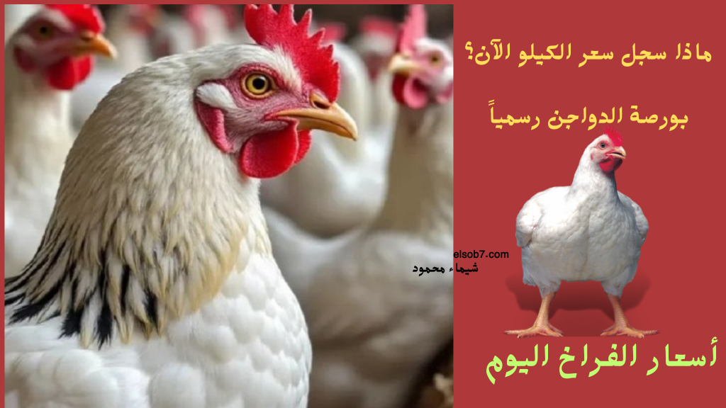 “الدواجن النهاردة” سعر كيلو الفراخ البيضاء اليوم الاحد 16-2-2025 بعد هبوط يوم أمس! 2 “الدواجن النهاردة” سعر كيلو الفراخ البيضاء اليوم الاحد 16-2-2025 بعد هبوط يوم أمس!