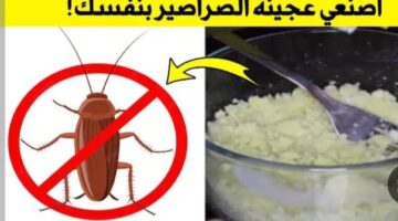 عجينة الصراصير