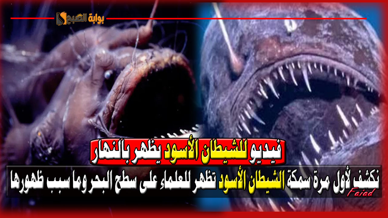 فيديو.. نكشف لأول مرة سمكة الشيطان الأسود تظهر للعلماء على سطح البحر وما سبب ظهورها
