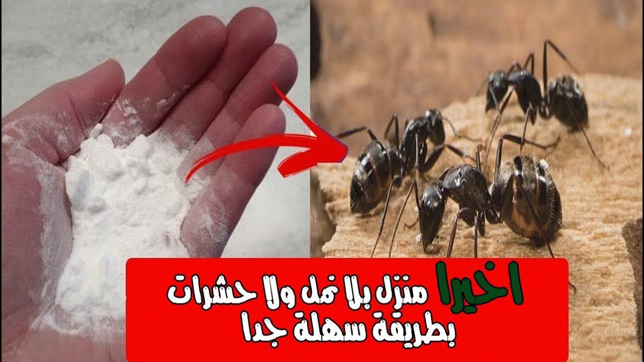 افضل طريقة جبارة للتخلص من النمل والصراصير في المنزل والمطبخ بدون مواد كيماوية 2 افضل طريقة جبارة للتخلص من النمل والصراصير في المنزل والمطبخ بدون مواد كيماوية