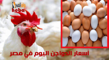 أسعار الدواجن اليوم