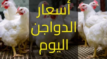 أسعار الدواجن في مصر