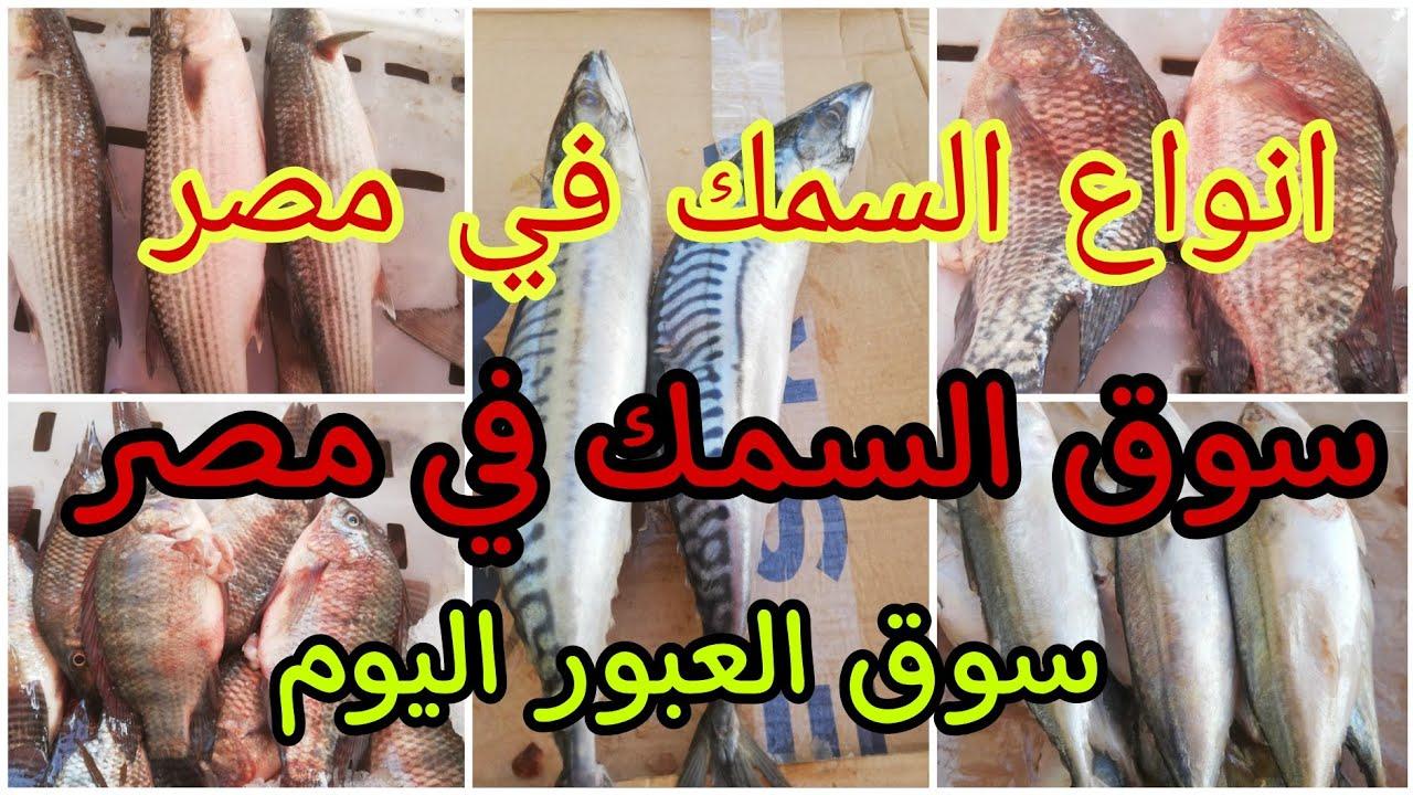 "بكام البوري والبلطي".. أسعار السمك والجمبري اليوم بسوق العبور الأربعاء 5 مارس 2025 5 “بكام البوري والبلطي”.. أسعار السمك والجمبري اليوم بسوق العبور الأربعاء 5 مارس 2025