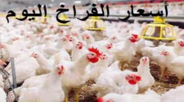 أسعار الفراخ البيضاء اليوم