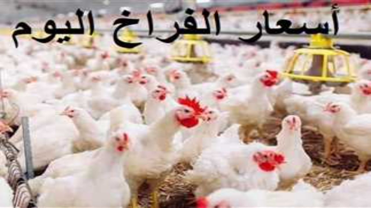 “الفراخ بكام النهارده”.. بورصة الدواجن اليوم أسعار الفراخ البيضاء اليوم الخميس 13 مارس 2025