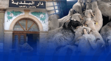 اقتاء الاضاحي