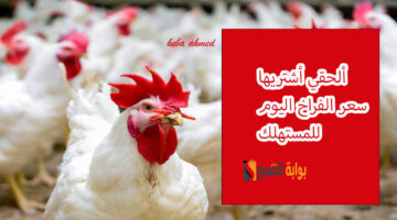 سعر االفراخ االيوم بعد انخفاض العلف
