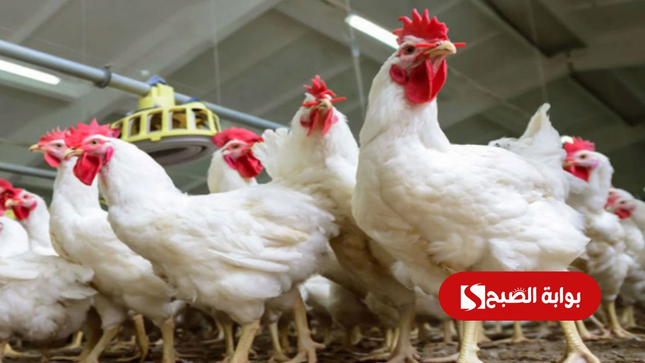 أسعار الفراخ البيضاء اليوم