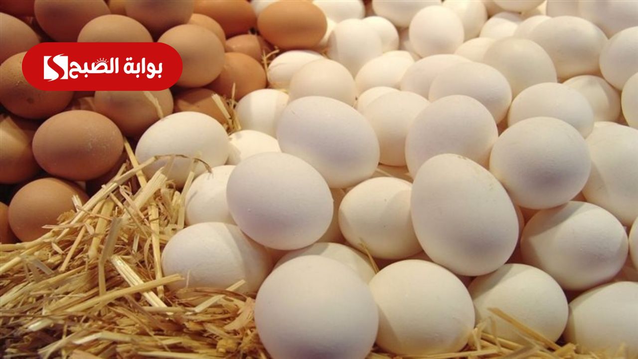 سعر كرتونة البيض اليوم